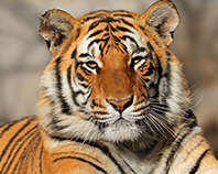 상징동물 이미지